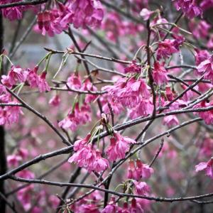 Articolo Due - flower tree spring nature life photo by Royalty Free Database